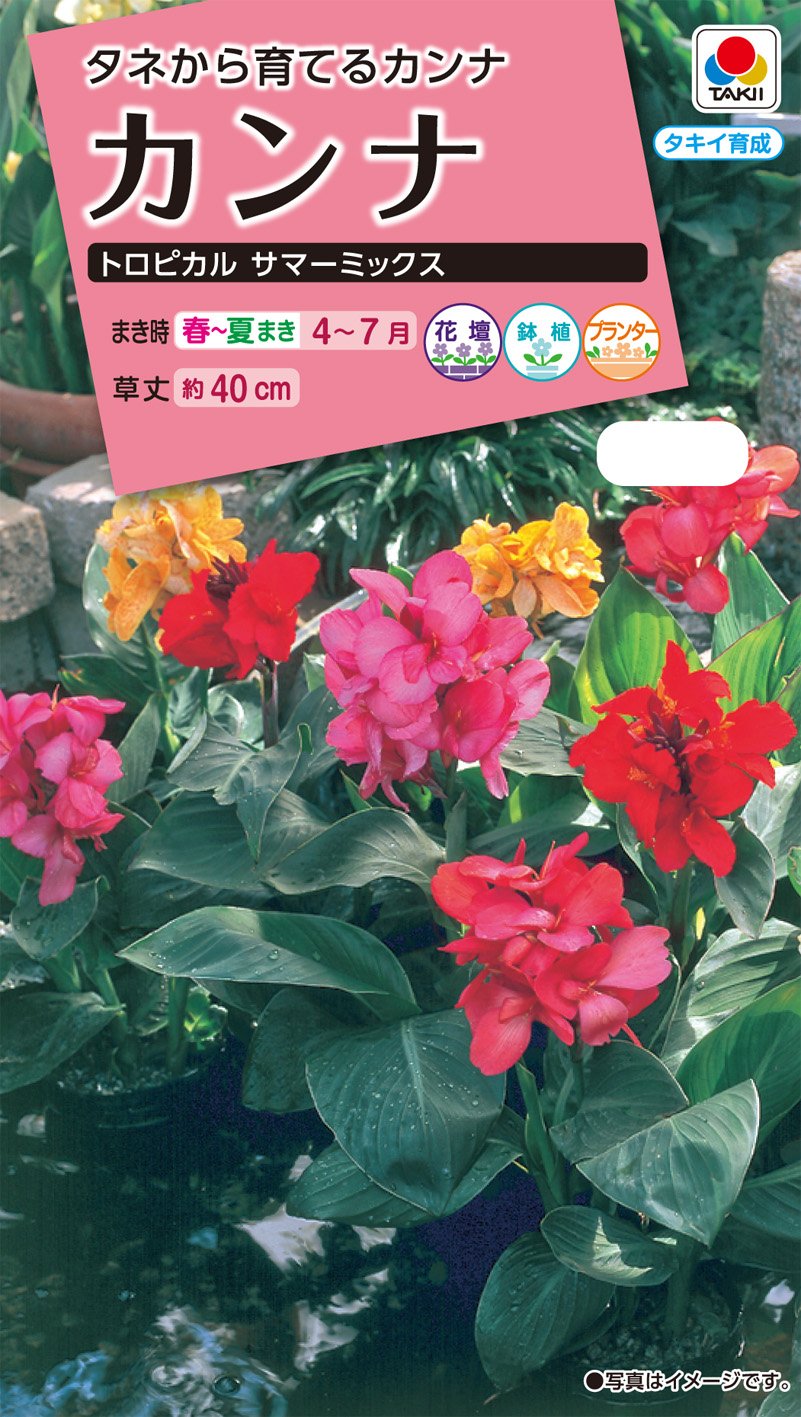 Amazon | タキイ種苗 カンナ トロピカルサマーミックス | 花